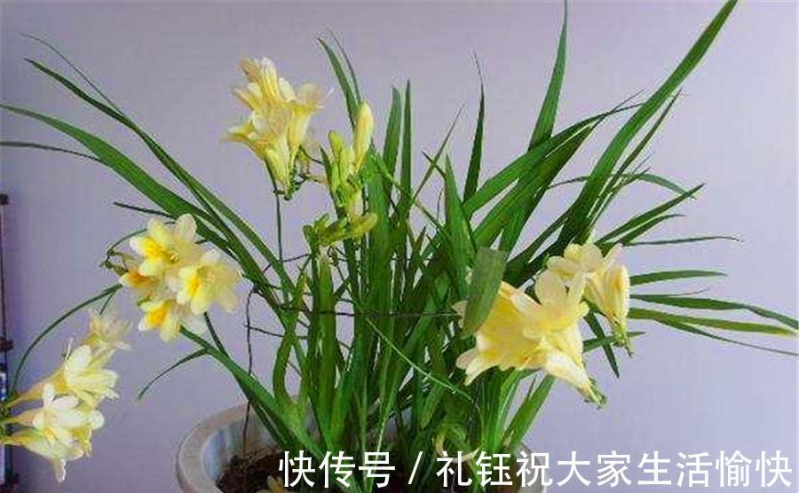 韭菜|兰花中的“香水之王”,比韭菜长得快,优雅清新,香气迷人