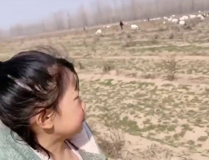 小姑娘|小姑娘不想写作业想放羊,妈妈带她去放一群羊,结局亮了!