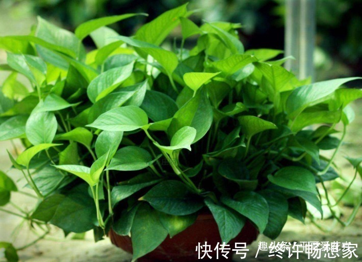 阿司匹林|什么黄豆水、淘米水都不如“这种水”,10天浇一次,叶绿花更旺