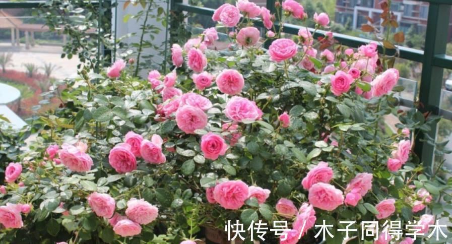 病虫害|每年7、8月份,老花匠都不喜欢月季花,越养越生气,原因有4点