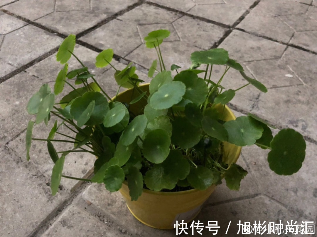 10种花，一天不见水就萎缩，狂补水就对了！