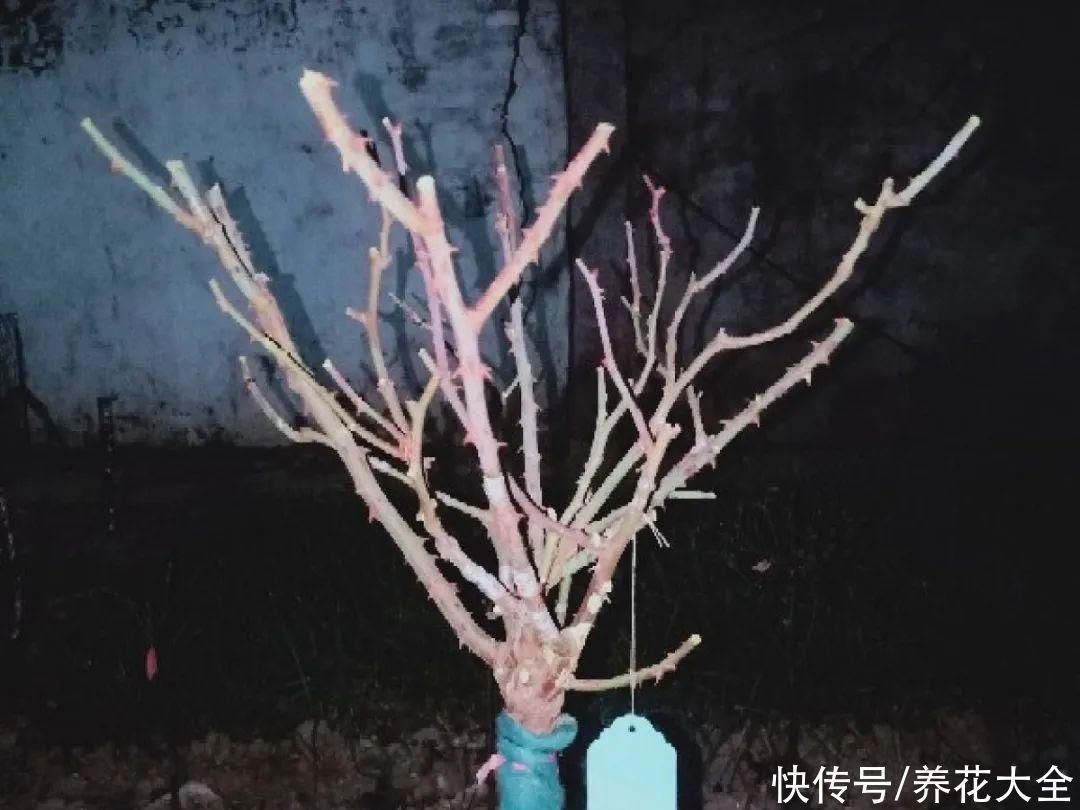 枝条|冬剪开始了,月季看见这种枝,就要赶紧剪