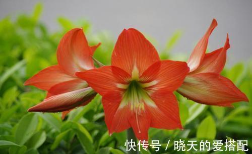 朱顶红什么时间可以种植,要怎么种,要注意什么