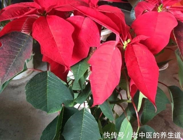 5种“有毒”花,室内不宜养,家里有的要注意,看看你家有吗!