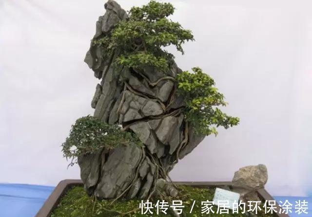 漂亮|漂亮的附石盆景，令人爱不忍释