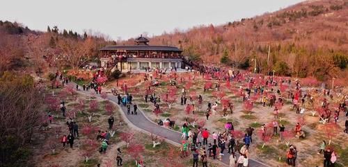 春节期间淮南最火的景点，不是寿县和八公山，而是昙花一现的梅园