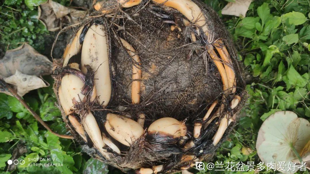 枯萎|9种花是富贵命,必须大盆养,小盆养会憋死