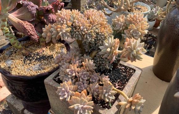 根系|多肉浇水浇多了，一碰就掉叶，小问题，控水1个月就恢复了