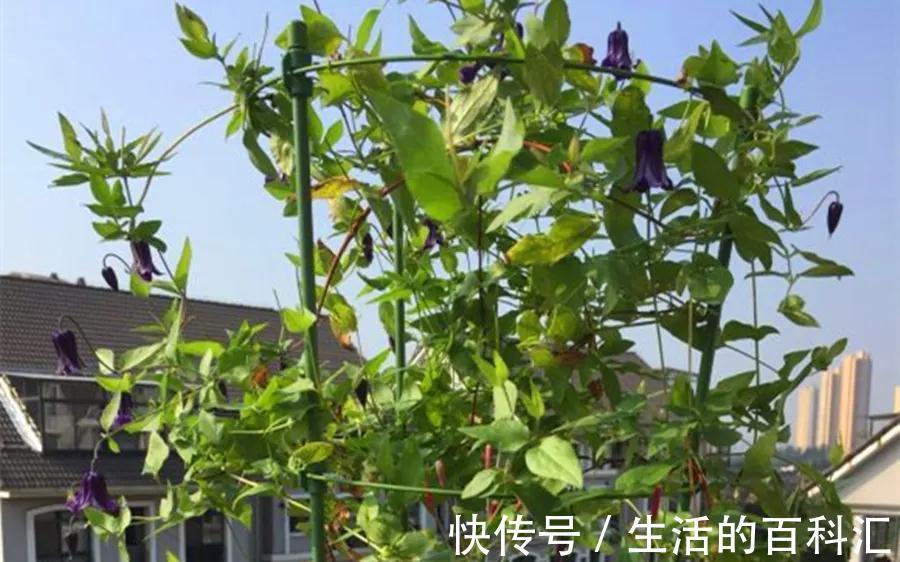 品种|此几种铁线莲特别耐热,你值得拥有