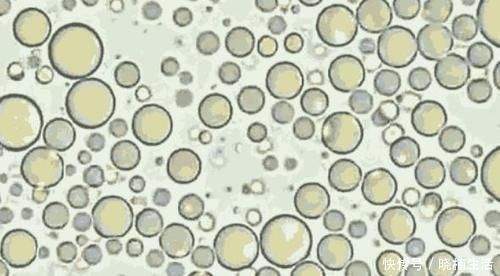 孩子|母乳被放大1000倍，在显微镜下“活了”，纯净程度不一般