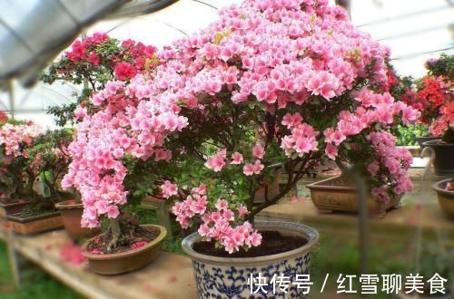 棒棒糖|3种木质花卉,开花漂亮花期超长,越养越漂亮,是盆栽佳品!