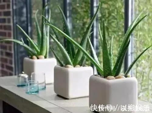 光合作用|家里什么植物都可以不养，唯独这4种花万万要摆，身体越住越健康