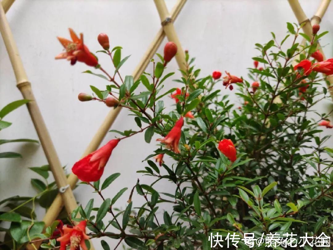 石榴|家里养盆“招财花”,一年四季开红花结红果,“招财旺运”又红火