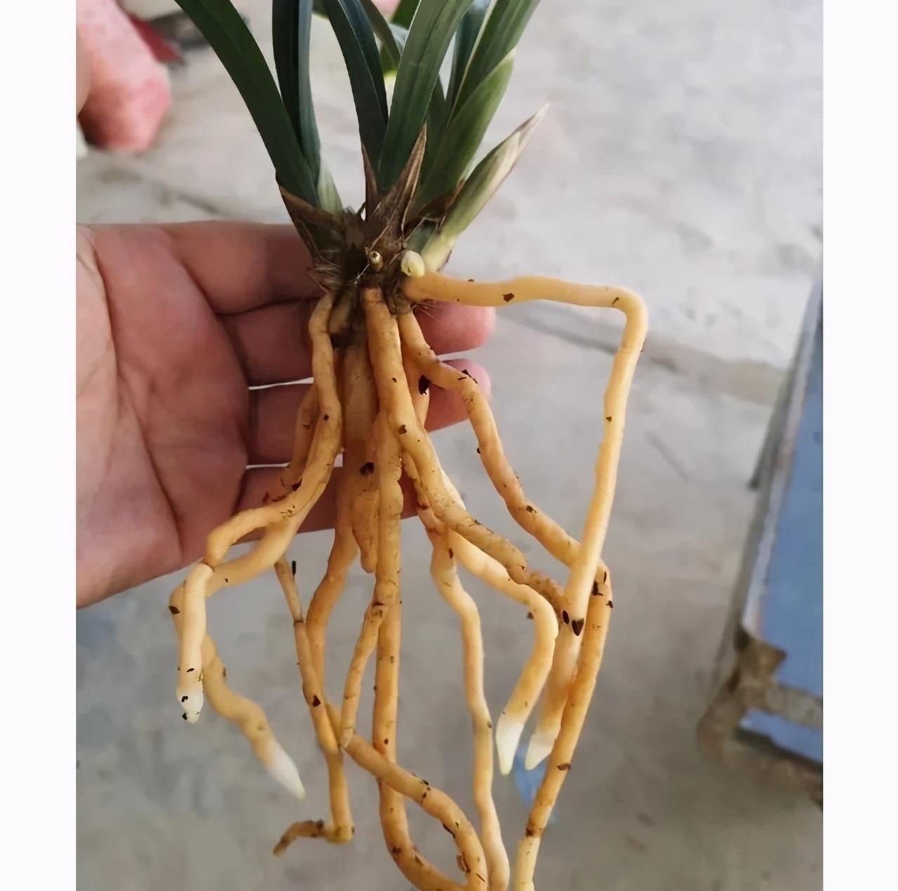 硫酸亚铁|入冬养兰有“三怕”,避开不落蕊,缀出白嫩萝卜根,绽放层叠群兰