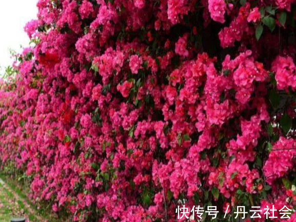 叶子花|三角梅的养护方法全在这里，赶快看看，超级实用