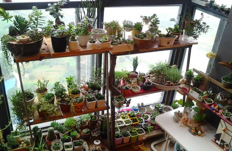 立冬养什么花合适？经验多的花匠爱推荐这4样，盆栽漂亮又好活