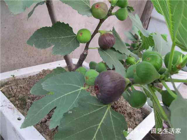 1种水果不用买,剪个枝条插土里就活,1年结果,常吃远离癌细胞