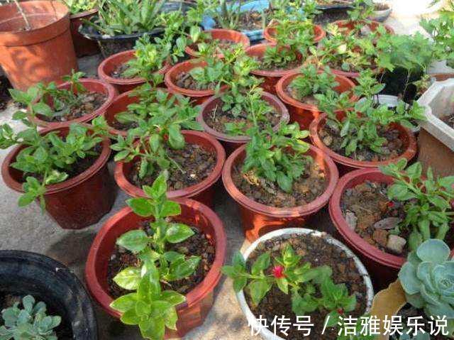 牡丹吊兰|家中养一盆这种“吊兰”,一个修剪技巧,长爆盆,朵朵红花开不停