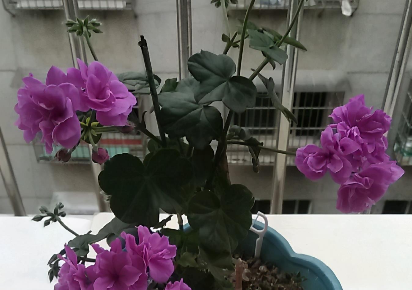 夏日|养夏日玫瑰(天竺葵),注意4点,一年四季开花,格外漂亮