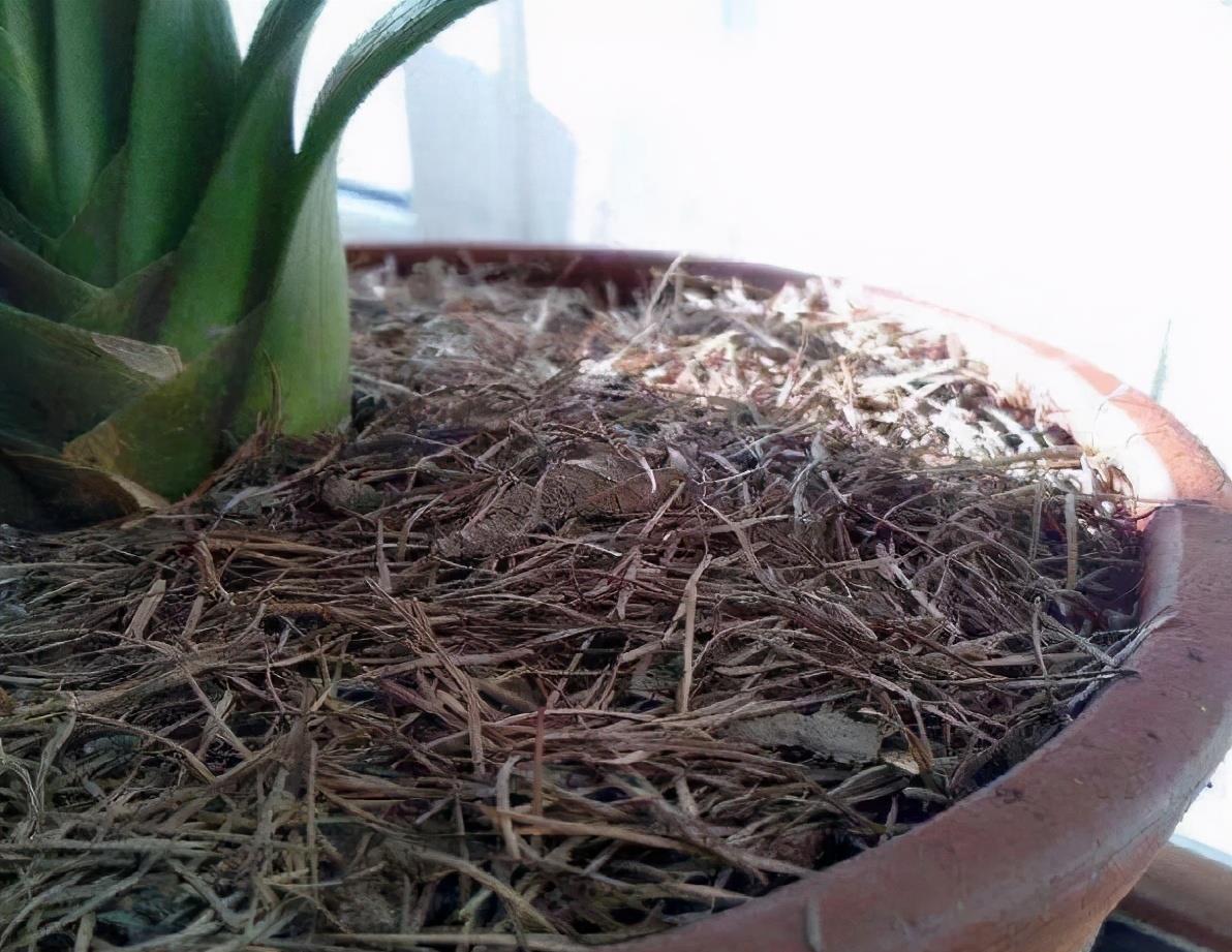 中和园|该怎么将松针应用到养花种草上?