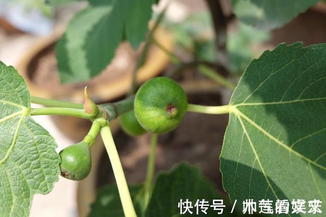 无花果|阳台种“无花果”，注意3个小细节，不掉果，果子多，甜又大！