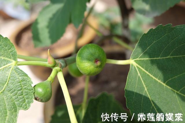 无花果|阳台种“无花果”,注意3个小细节,不掉果,果子多,甜又大!