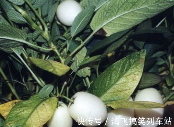 可湿性粉剂|具有改善睡眠,缓解疲劳的人参果,果农想获高产人参果,只需五点