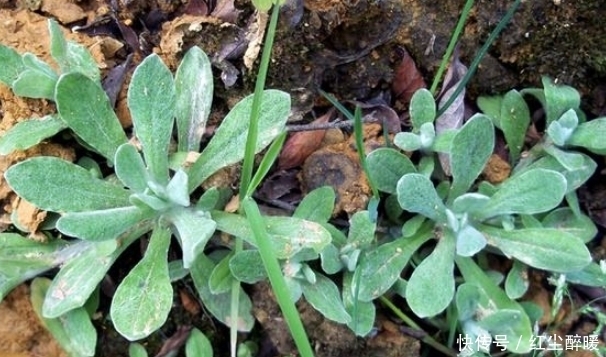 野菜|被称之为鼠耳菜,营养价值高,味道不比燕窝差!