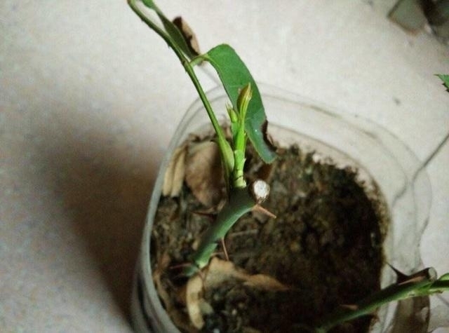 “这”4种花很贵,不要买,偷偷折一根枝,遇土就活,1毛钱不花