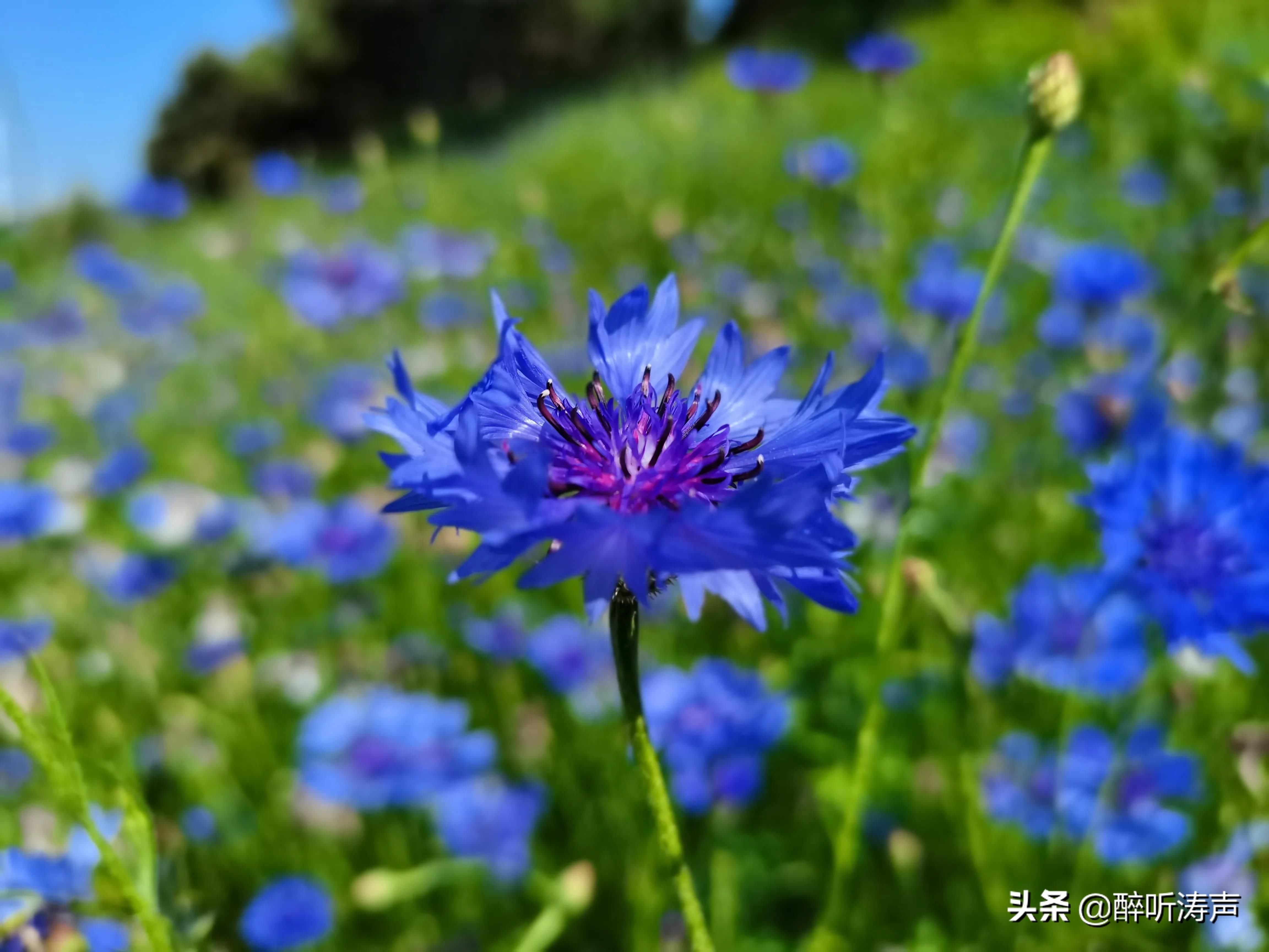 难以形容|天蓝海蓝花海一片片，难以形容的东环岛路之美