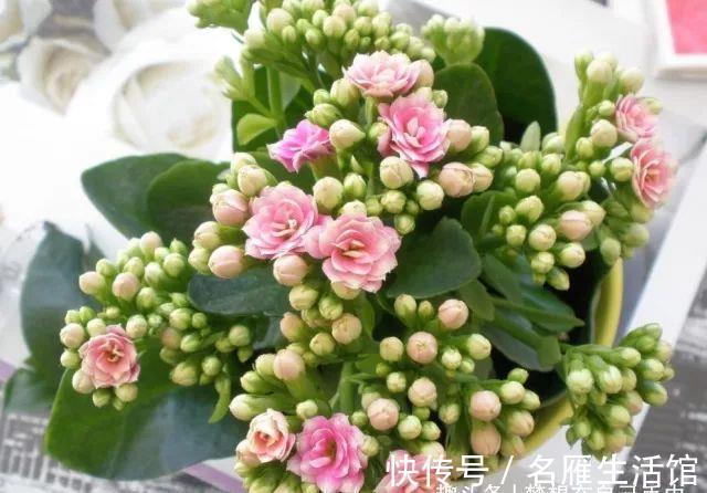 蟹爪兰|君子兰、蟹爪兰、长寿花、杜鹃花…不开花咋办?教你一招解决!