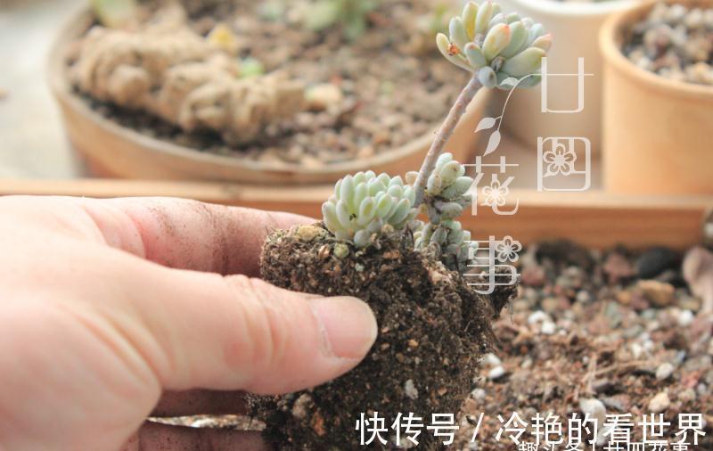 10月养多肉，5种情况需要翻盆，简单3步，生根快重新变美