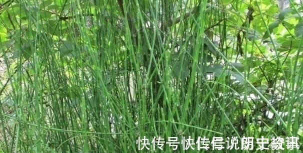 农民|农村一种常见野草,以前总被农民忽视,如今市场800一斤难买到