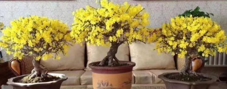 花中皇后|5种花开花最灿烂,全年开花不停,花色艳丽,花开枝繁叶茂