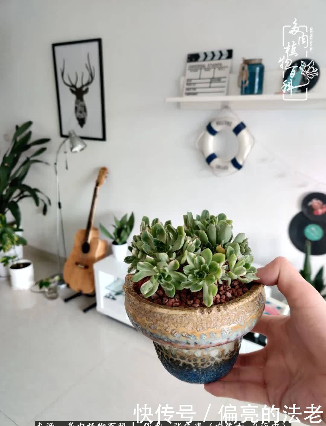 吸取教训,不断探索,英语老师的多肉碎碎念!