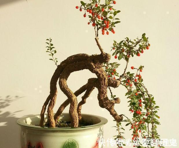 光照|不会养花,就养这2种绿植,好养能吃花芳香,两年长成盆景
