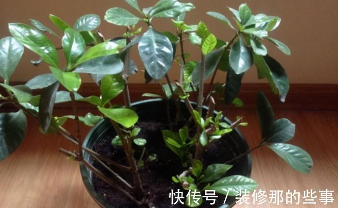 枝条|栀子花扦插有诀窍,掌握后不用买,动动手就能变出多盆