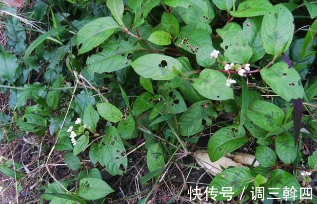 野草|感冒咳嗽老不好，不要不停吃药，不妨试试此野草，化痰止咳润肺