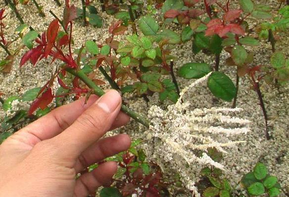 谁还会花钱买生根剂,把此些东西泡在水里,月季生根成活率达99%