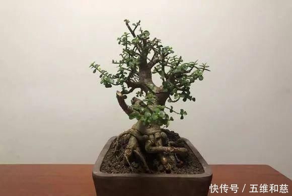 植株|想要把金枝玉叶养成漂亮的盆景，这么做就对了