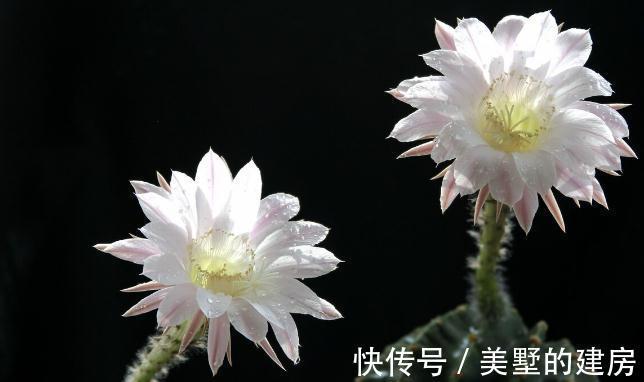 旱鸭子|5种“旱鸭子”花,容易被浇死,越不搭理长得越好,勤快人养不好