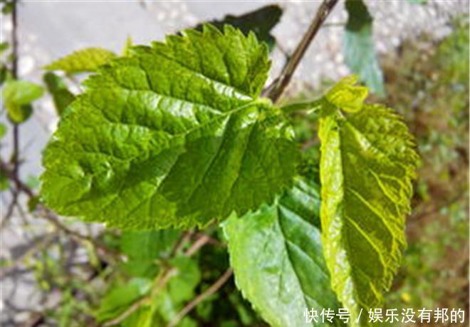 医生提示:桑叶能用好,一定是个宝