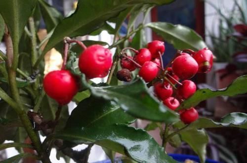 名字|1种花，名字叫“黄金万两”，养一盆在家，寓意真好