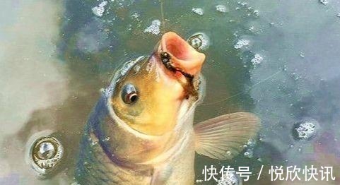 自制一款经济实用的小麦诱饵,会用的钓鱼人不多