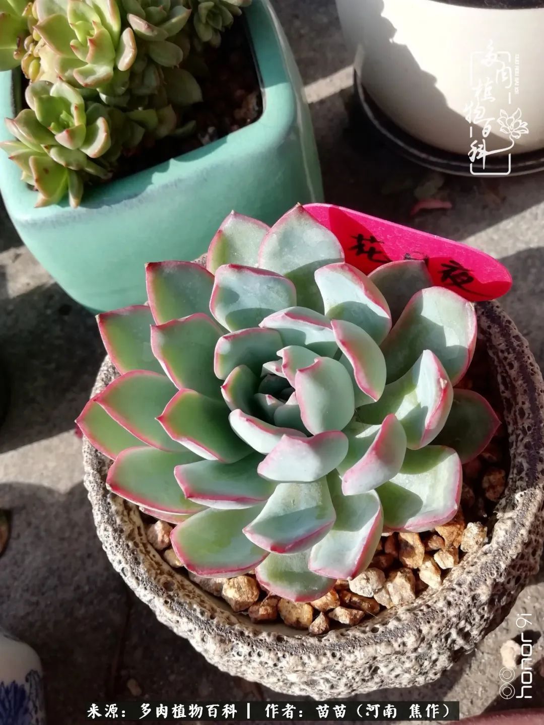 迷上多肉后,有一种喜欢叫一日看三回!