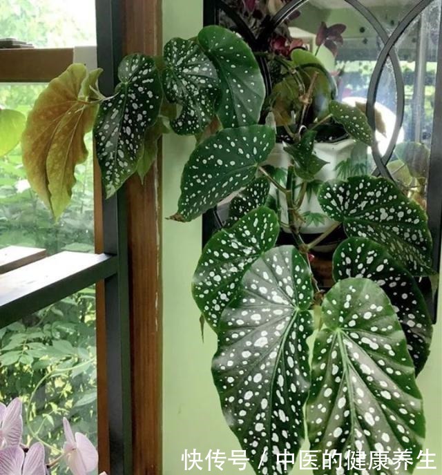 别养绿萝了,这20种耐阴植物,养在家里更合适!