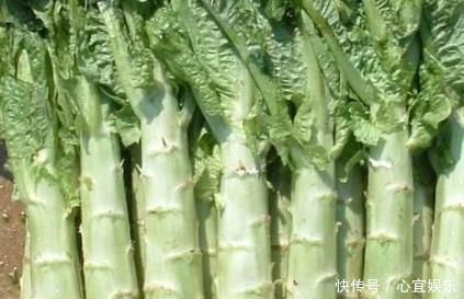 它长得像莴笋,刚摘下来没人吃,晒干后远销到海外,一斤卖到60元