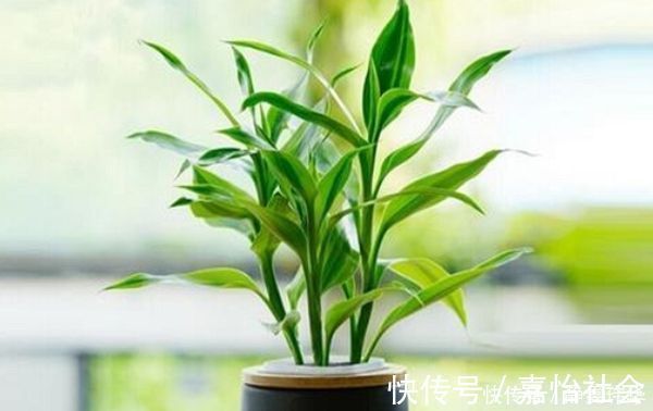忍冬花|适合在卧室养的“4种花”,呼出氧气,净化空气,促进睡眠