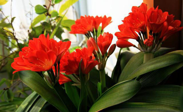 鸡蛋壳养花，少了这一步，难怪你的花不长个！