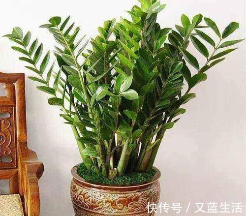 干枯|茉莉花叶片焦枯,有2种“病因”,避开养护,生长不断,开花爆盆